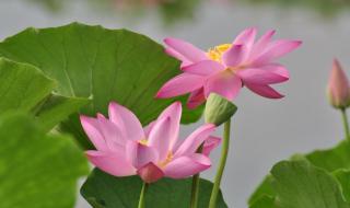 荷花的别名还有哪些