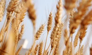 今天小麦多少钱一斤 今天小麦多少钱一斤